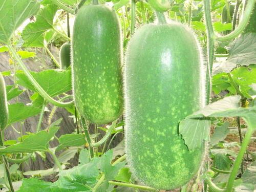 每日大赛在线吃瓜入口,在线吃瓜入口，揭秘精彩瞬间